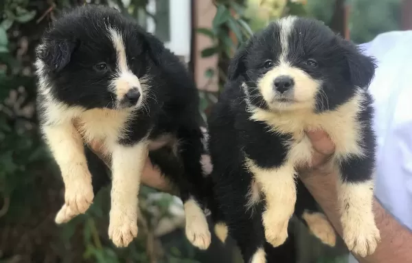 Border Collie Yavrularımız
