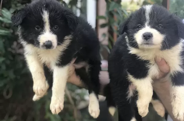 Border Collie Yavrularımız