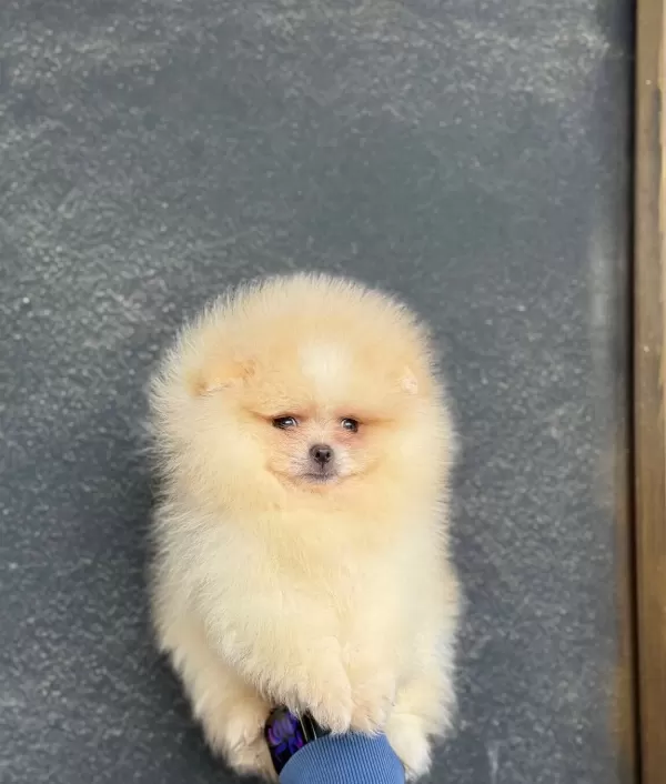 Ust Kalite Ayıcık Surat Pomerian Boo