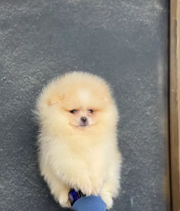 Ust Kalite Ayıcık Surat Pomerian Boo