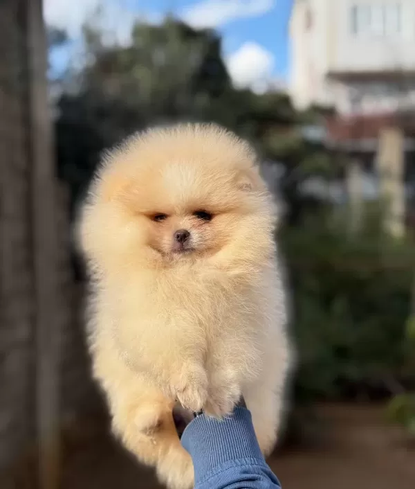 Ust Kalite Ayıcık Surat Pomerian Boo