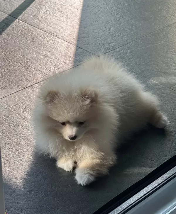 Beyaz Bulut Pomeranian Boo Sosyal Ve Oyuncu Yavru