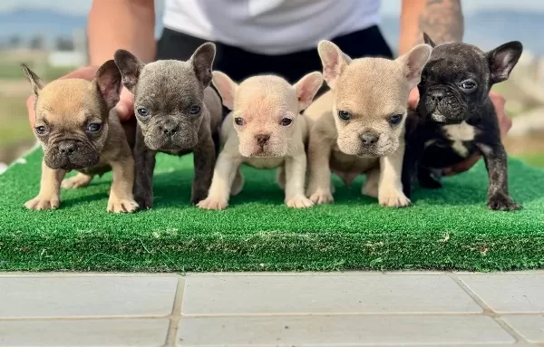 Essiz Renk Genetigine Sahip Micro French Bulldog Yavruları