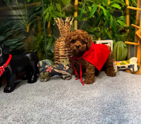 Kore Kan Oglumuz Mario