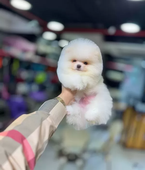 Tuvalet Eğitimli 3 Aylık Pomeranian Boo