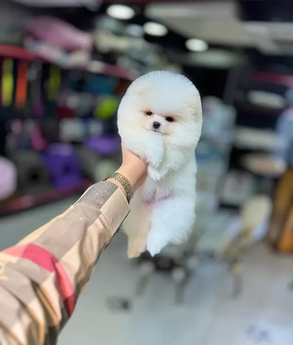 Tuvalet Eğitimli 3 Aylık Pomeranian Boo