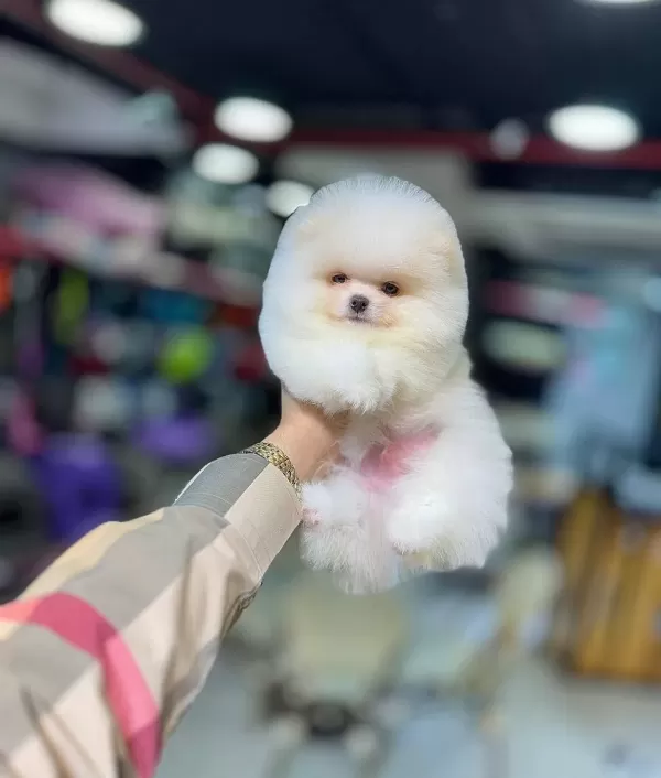 Tuvalet Eğitimli 3 Aylık Pomeranian Boo