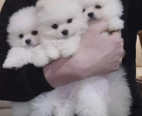 24 Aralık Dogumlu Kar Beyazı Pomeranian Boo