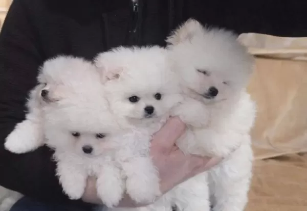 24 Aralık Dogumlu Kar Beyazı Pomeranian Boo