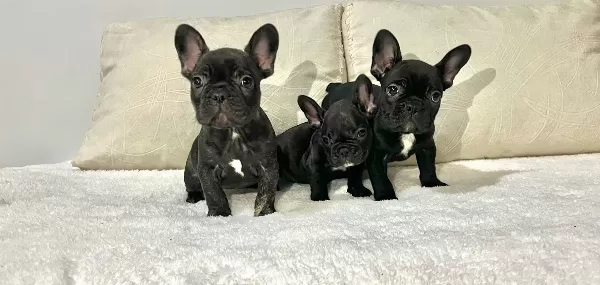 Siyahın En Saf Tonu A Kalite French Bulldog Yavruları