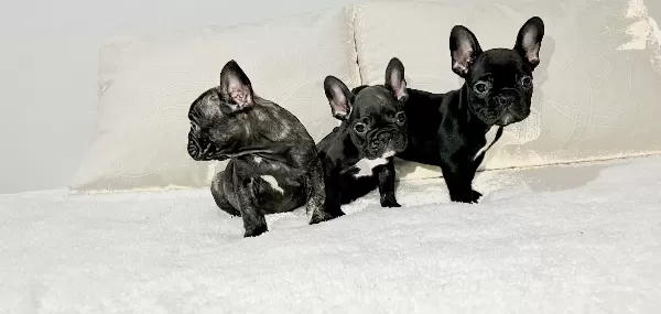 Siyahın En Saf Tonu A Kalite French Bulldog Yavruları