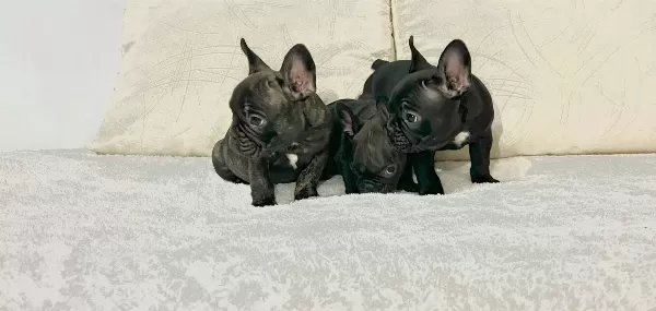 Siyahın En Saf Tonu A Kalite French Bulldog Yavruları