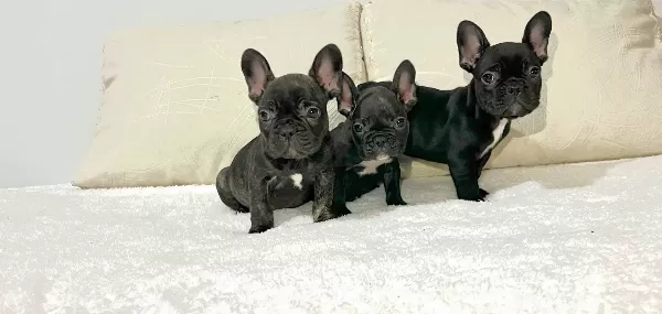 Siyahın En Saf Tonu A Kalite French Bulldog Yavruları