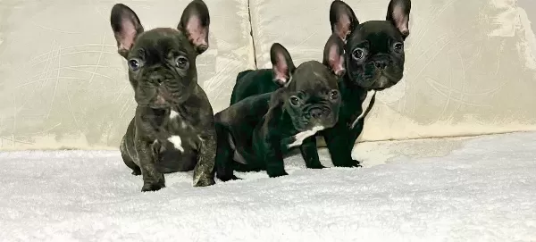 Siyahın En Saf Tonu A Kalite French Bulldog Yavruları