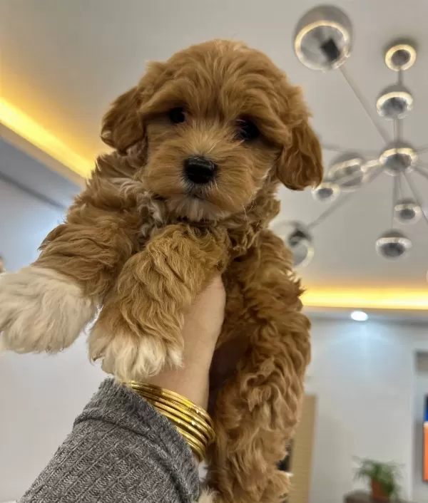 tüy Dokmeyen Ve Koku Yapmayan Maltipoo