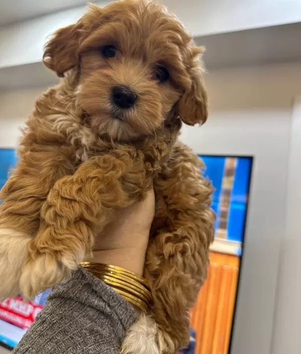 tüy Dokmeyen Ve Koku Yapmayan Maltipoo