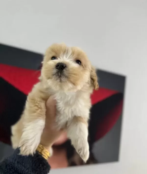 tüy Dokmeyen Ve Koku Yapmayan Maltipoo