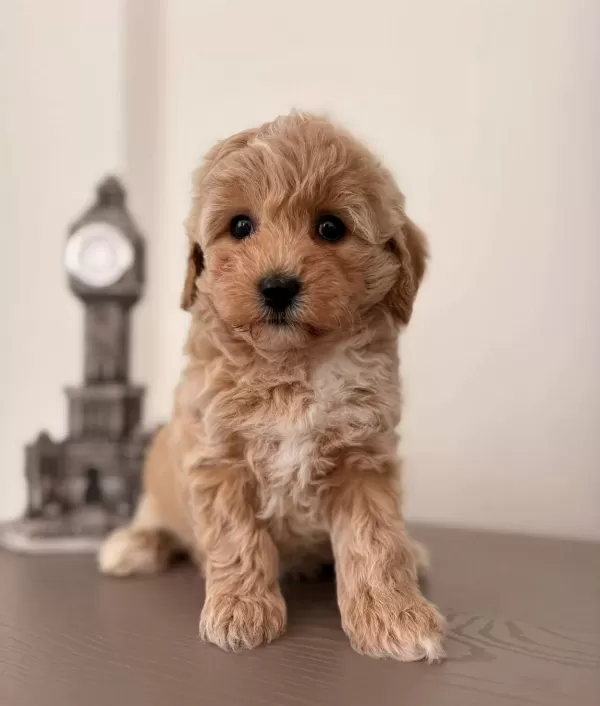 Kahve Tonlu Safkan Maltipoo Yavruları