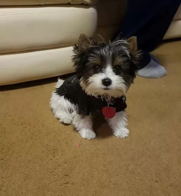 Safkan Shih Tzu Yavruları Secere Garantili Numara