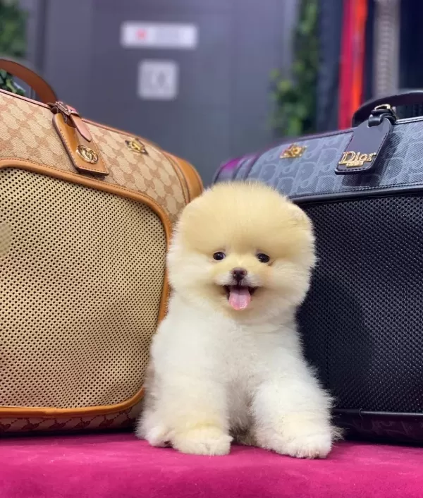 Pelus Surat Pomeranian Boo Yavruları