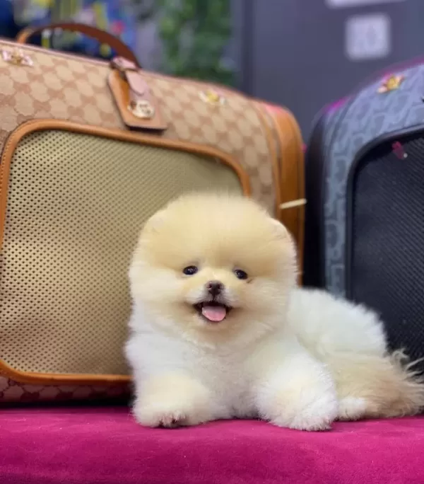 Pelus Surat Pomeranian Boo Yavruları