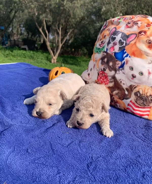 tüy Dokmeyen Akıllı Dost Maltipoo Yavruları