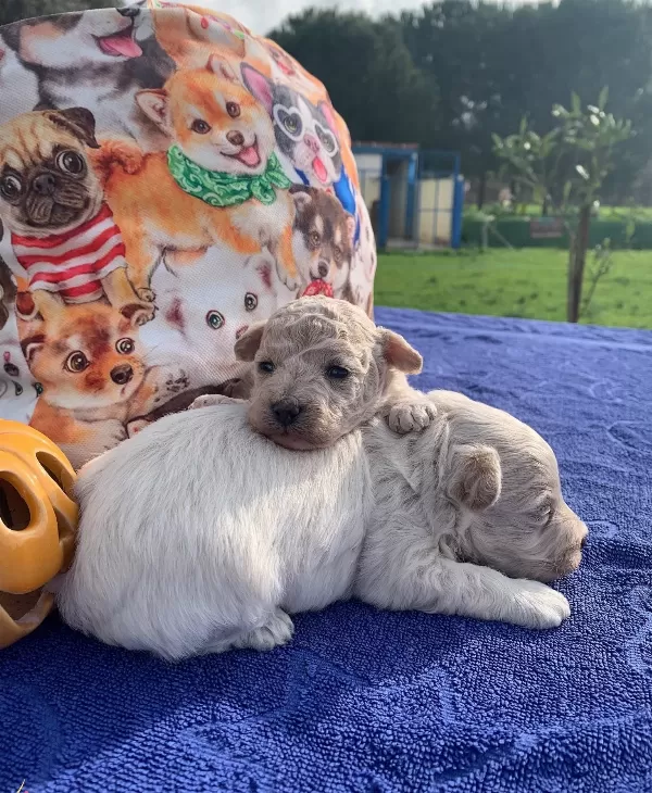 tüy Dokmeyen Akıllı Dost Maltipoo Yavruları