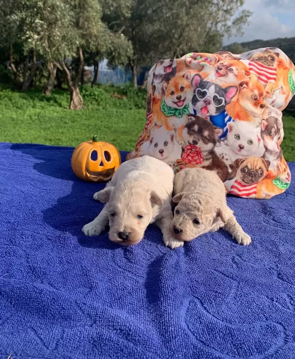 tüy Dokmeyen Akıllı Dost Maltipoo Yavruları