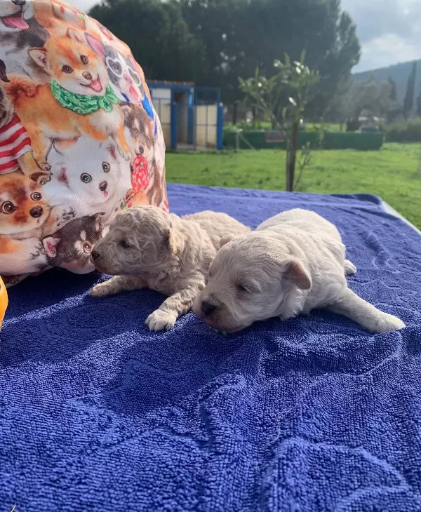 tüy Dokmeyen Akıllı Dost Maltipoo Yavruları