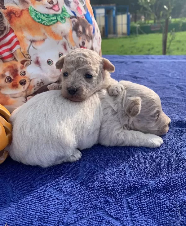 tüy Dokmeyen Akıllı Dost Maltipoo Yavruları