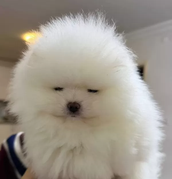 Izmir Karabaglar Beyaz Melek Pomeranian Boo Korean Disi