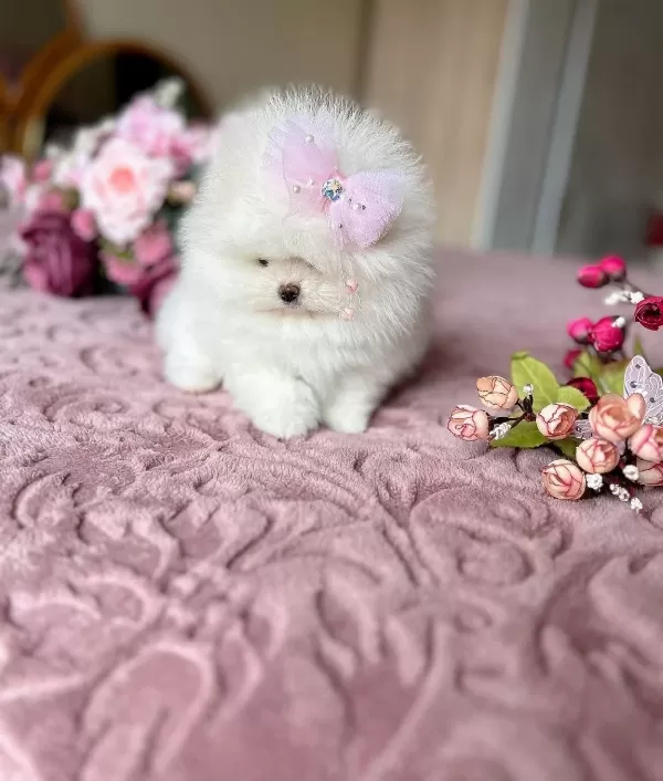 Izmir Karabaglar Beyaz Melek Pomeranian Boo Korean Disi