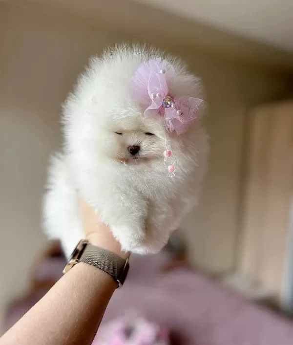 Izmir Karabaglar Beyaz Melek Pomeranian Boo Korean Disi