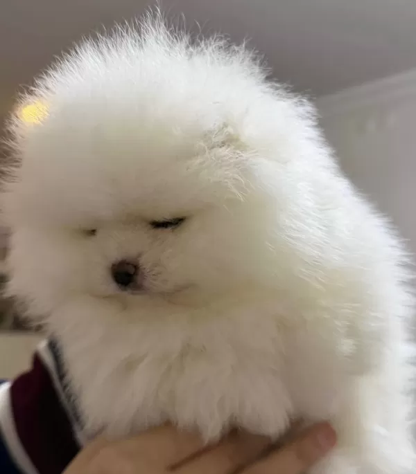 Izmir Karabaglar Beyaz Melek Pomeranian Boo Korean Disi
