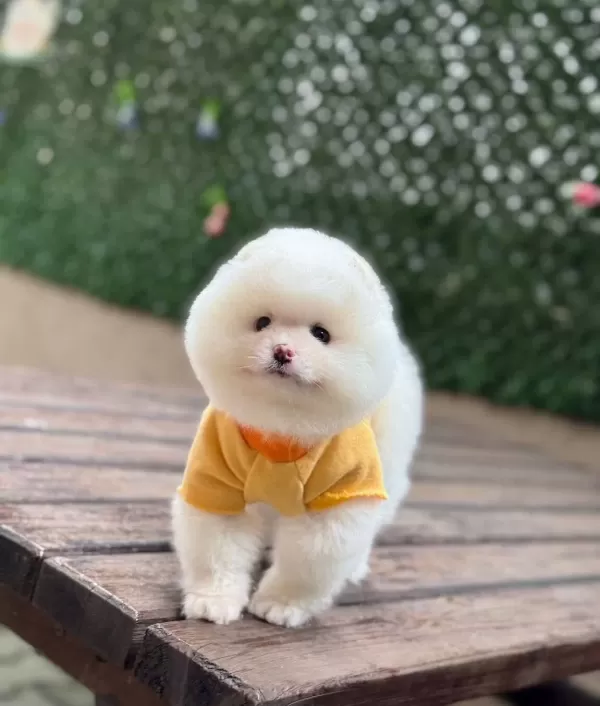 Ayıcık Surat Dişi Pomeranian Boo Yavrumuz