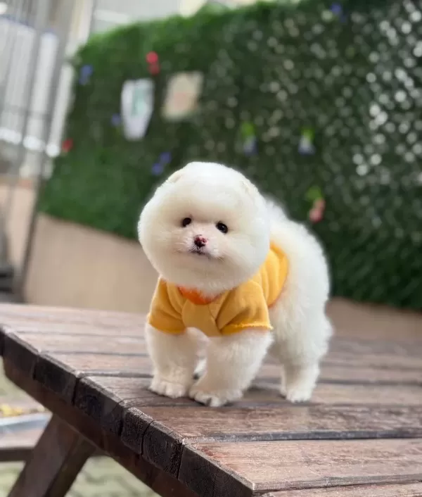Ayıcık Surat Dişi Pomeranian Boo Yavrumuz