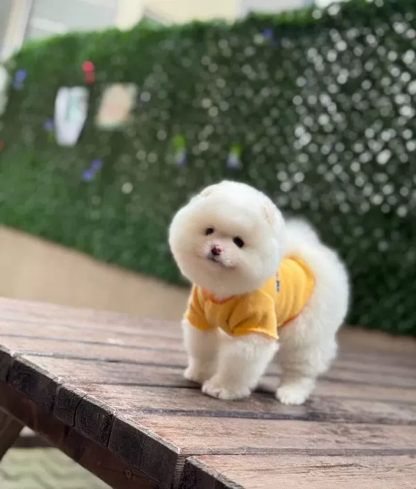 Ayıcık Surat Dişi Pomeranian Boo Yavrumuz