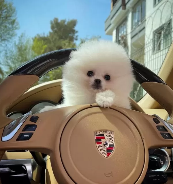 Secereli Teacup Pomeranian Kızımız Dante