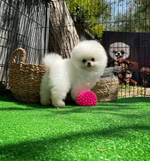 Secereli Teacup Pomeranian Kızımız Dante
