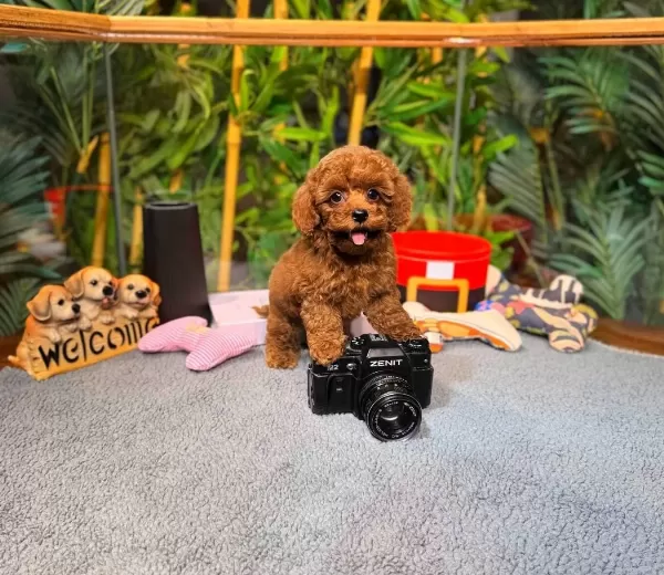 Kore Kan Teacup Toy Poodle