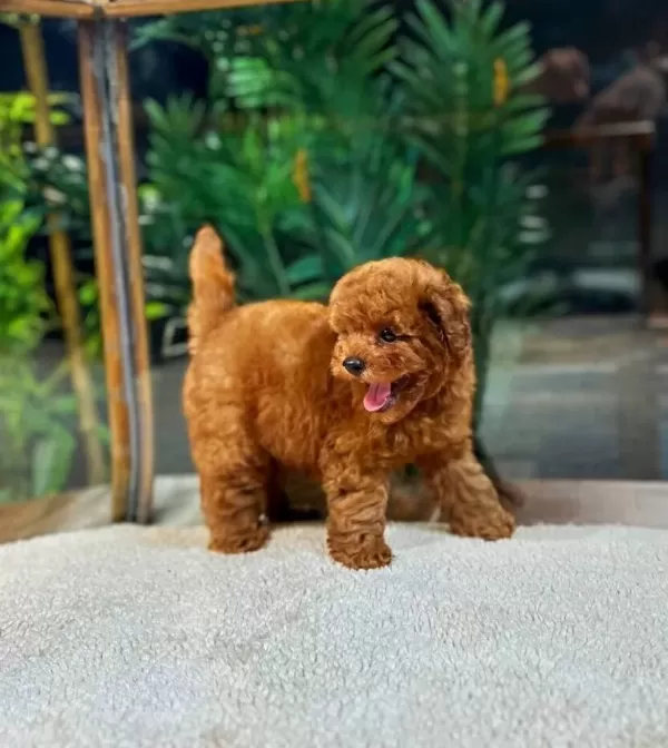 Kore Kan Teacup Toy Poodle