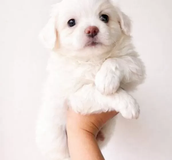 Ankara Cankayada Maltese Terrier