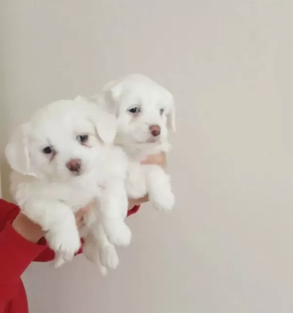 Ankara Cankayada Maltese Terrier