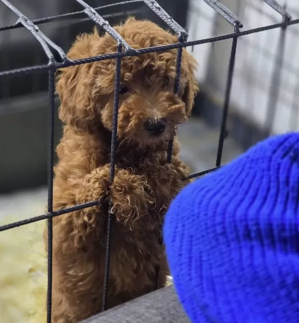 A Kalite Poodle Yavrularımız