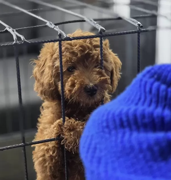 A Kalite Poodle Yavrularımız