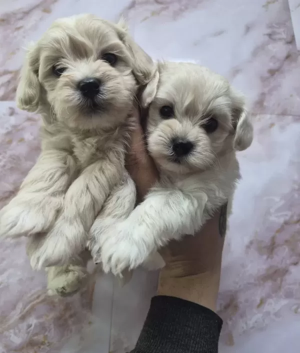 Pamuk Sekerler Maltese