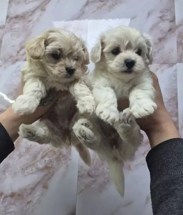Pamuk Sekerler Maltese