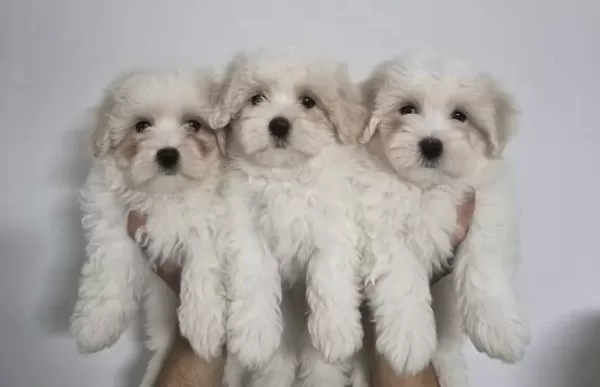 A Plus Kalite Kore Maltese Yavrusu