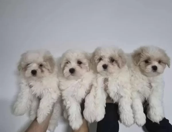 Safkan Maltese Terrier Yavruları A Kalite Orijinal