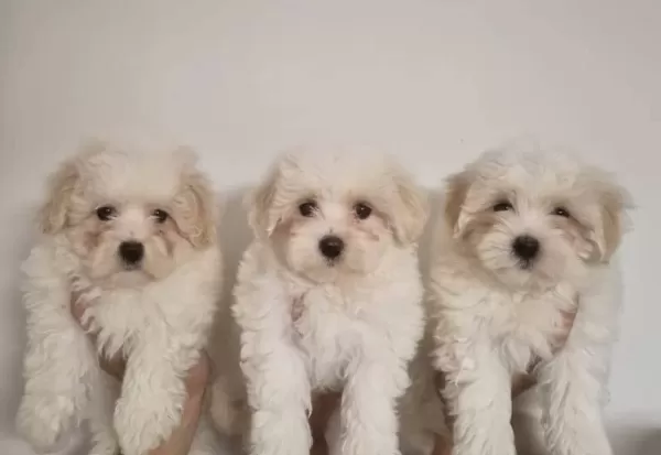 Safkan Maltese Terrier Yavruları A Kalite Orijinal